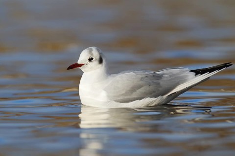 Black-headed Gull (Chroicocephalus ridibundus), Berlin, Germany