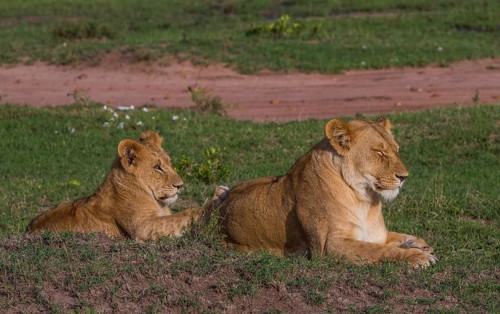 Lion offspring (Panthera leo), South Africa