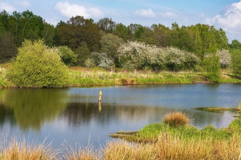 Blooming apple trees at Ahlhorn fish ponds, Ahlhorn, Lower Saxony, Germany