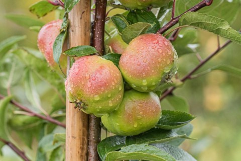 Apple (Malus domestica 'Api Étoilé'), Cambridge Botanical Garden, Germany