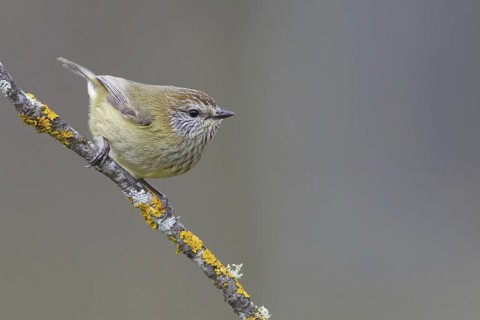 Striated Thornbill (Acanthiza lineata), Victoria, Australia