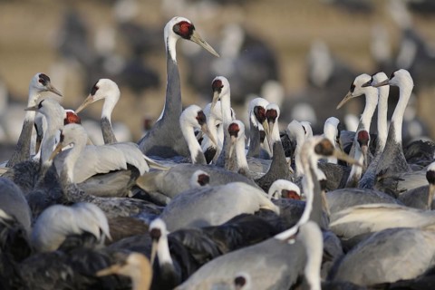White-naped Crane (Antigone vipio), Arasaki, Japan