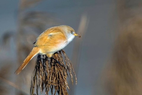 Bearded tit (Panurus biarmicus), songbird, chickadee, Federsee lake, Baden-Württemberg, Federal