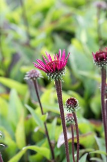 Red coneflower (Echinacea purpurea 'Fatal Attraction')