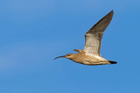 Whimbrel, Animals, Birds, (Numenius phaeopus), Flight photo, lateral, Norðurþing, Húsavík, Iceland
