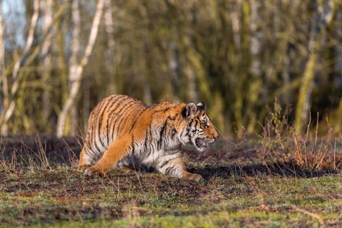 One young female Siberian Tiger, Panthera tigris altaica, running thru a birch tree forest. Early