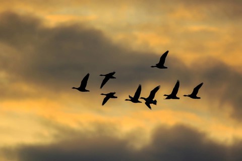 Greater White-fronted Goose (Anser albifrons) group flying, North Rhine-Westphalia, Germany