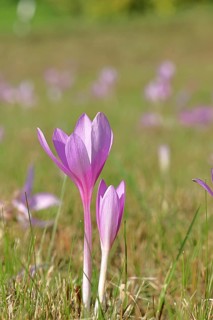Autumn crocus (Colchicum autumnale), half-opened flowers in a meadow, endangered, protected