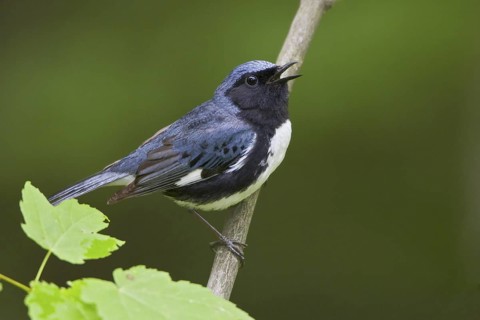 Black-throated Blue Warbler (Setophaga caerulescens) male, singing, Ontario, Canada