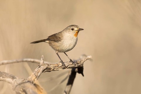 Redthroat (Pyrrholaemus brunneus) male perched on a branch, South Australia, Australia