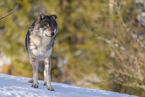 An adult male grey wolf (Canis lupus lupus) stands on a sloping, snow-covered meadow at the edge of