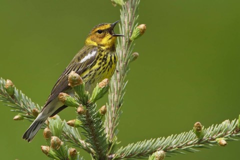 Cape May Warbler (Setophaga tigrina) singing, Manitoba, Canada