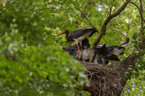 Black Stork (Ciconia nigra) adult with juveniles in nest, North Rhine-Westphalia, Germany