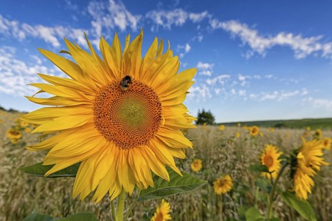 Common sunflower, (Helianthus annuus), flower, plant, blue sky, blossom, flowering, Compositae
