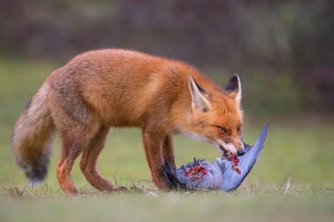 Red Fox (Vulpes vulpes) adult feeds on Common Wood Pigeon (Columba palumbus), Netherlands