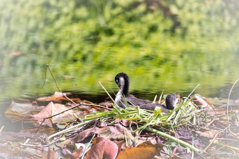Eurasian Coot chicks (Fulica atra) two lying on nest in water, brown leaves and green blades of