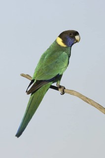 Australian Ringneck (Barnardius zonarius), South Australia, Australia