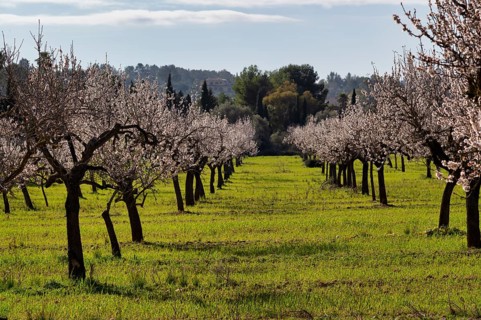 Almond blossom, almond trees, plantation, Bermuda buttercup (Oxalis pes-caprae), also known as low