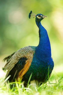 Indian peafowl (Pavo cristatus) on a meadow, Hesse, Germany