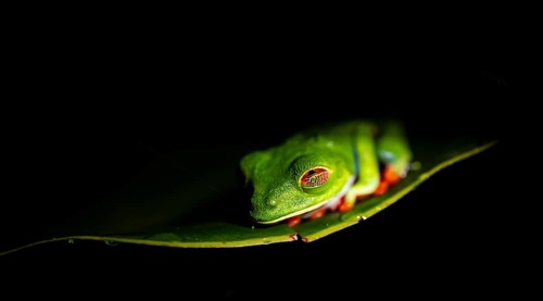 Red-eyed tree frog (Agalychnis callidryas) on a leaf, macro photograph, black background,