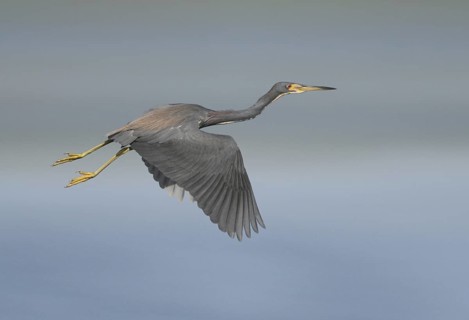 Tricolored Heron (Egretta tricolor) flying, Florida, USA