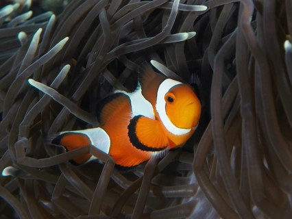 An Ocellaris Clownfish (Amphiprion ocellaris) snuggles into the dark tentacles of a sea anemone in
