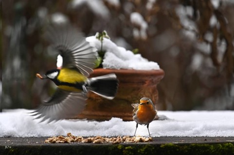 European robin (Erithacus rubecula) and great tit (Parus major) foraging on a patio table, Bavaria,