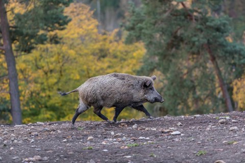 One wild boar or wild pig (Sus scrofa), walking over an opening in early morning light, searching