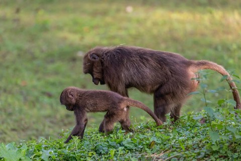 One female with 1 baby Gelada (Theropithecus gelada), or bleeding-heart monkey grazing on a green