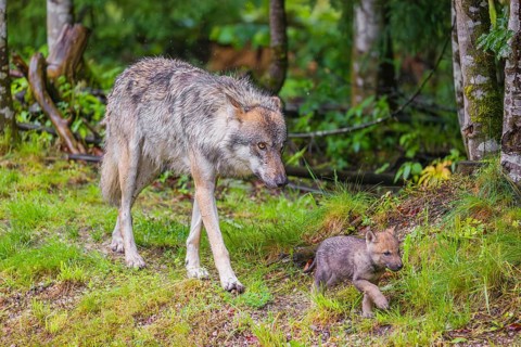 A male Eurasian grey wolf (Canis lupus lupus) and one of his pups run along the edge of a forest