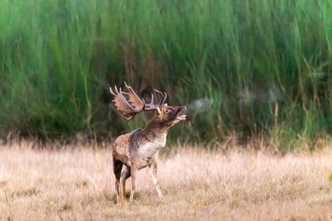 Roaring fallow deer (Dama dama) during the rut in a clearing, Rüsselsheim am Main, Hesse, Germany