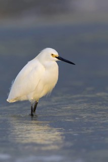Snowy Egret (Egretta thula), Florida, USA