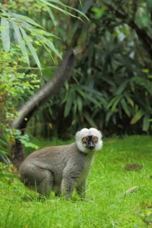 White-headed lemur (Eulemur albifrons) (Lemuridae), male, ground, tail, macis, lemurs