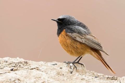Black Redstart - Hausrotschwanz - Phoenicurus ochruros ssp. phoenicuroides, Kyrgyzstan, adult male