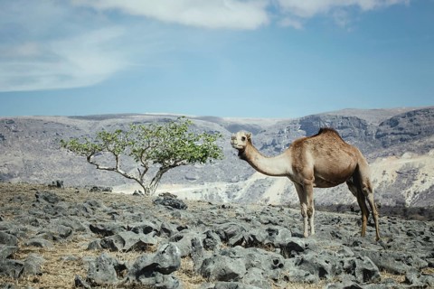 Camels (camelus dromedarius) grazing on a plateau on a cliff, Dalkut, Dhofar, Oman