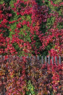 Virginia creeper, Victoria creeper, five-leaved ivy, or five-finger (Parthenocissus