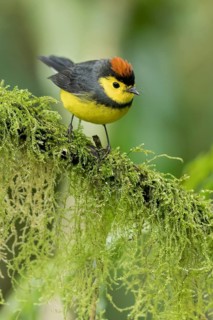 Collared Redstart (Myioborus torquatus) perched on a branch in Panama
