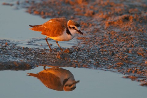 Kentish Plover (Charadrius alexandrinus) male, Mallorca, Spain