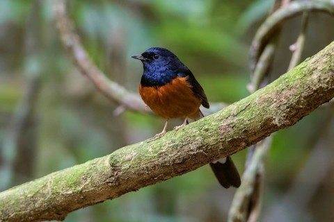 White-rumped Shama (Copsychus malabaricus) male, Cuc Phuong, Vietnam