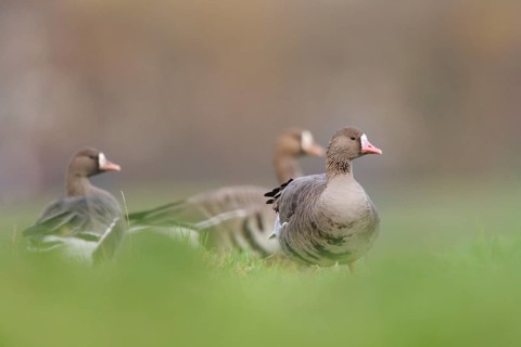 Greater White-fronted Goose (Anser albifrons), North Rhine-Westphalia