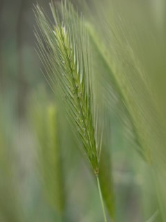 Photographic art, depiction by blurred blur of the ear of barley (Hordeum vulgare), Extremadura,