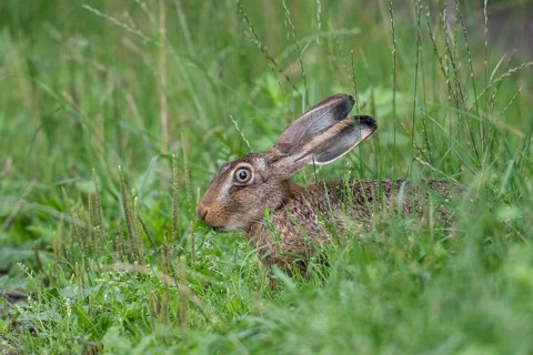 European hare (Lepus europaeus), Emsland, Lower Saxony, Germany