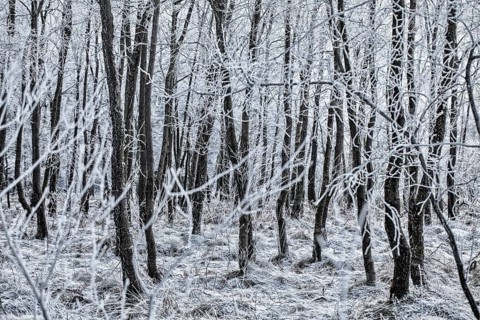Hoarfrost on trees