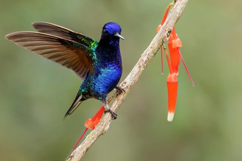 Velvet-purple Coronet (Boissonneaua jardini) perched on a branch in Colombia, South America