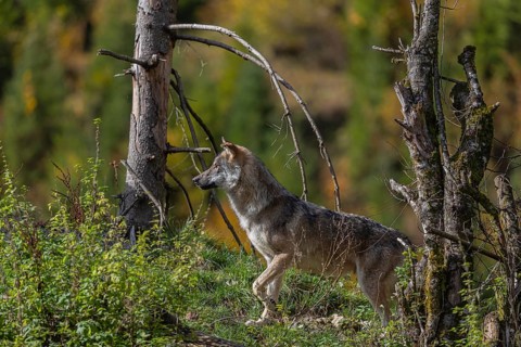 One eurasian gray wolf (Canis lupus lupus) standing on a small hill between logs and rocks with a