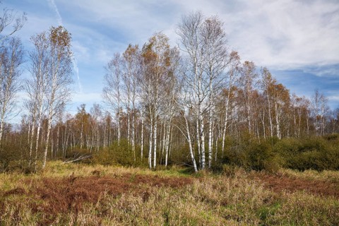 Bog birch (Betula pubescens), Federsee lake nature reserve, UNESCO World Heritage Site, Bad Buchau,