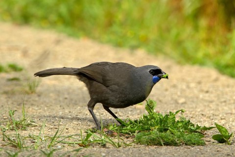 South Island Kokako (Callaeas cinereus), New Zealand