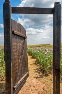 Gate in an Opium poppy field, Germerode, Werra-Meissner district, Hesse, Germany