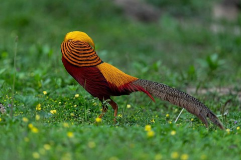 Golden Pheasant (Chrysolophus pictus) male perched on the ground, Shanxi, China