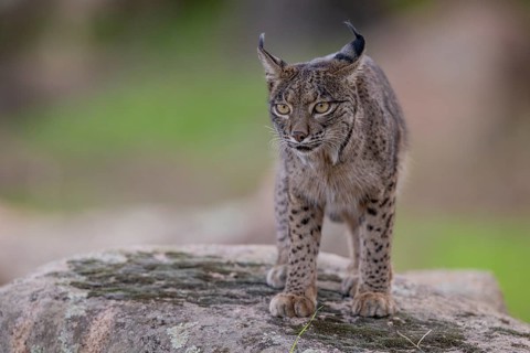 Lynx pardinus, male, standing on stone, Sierra de Andujar, Andalusia, Spain
